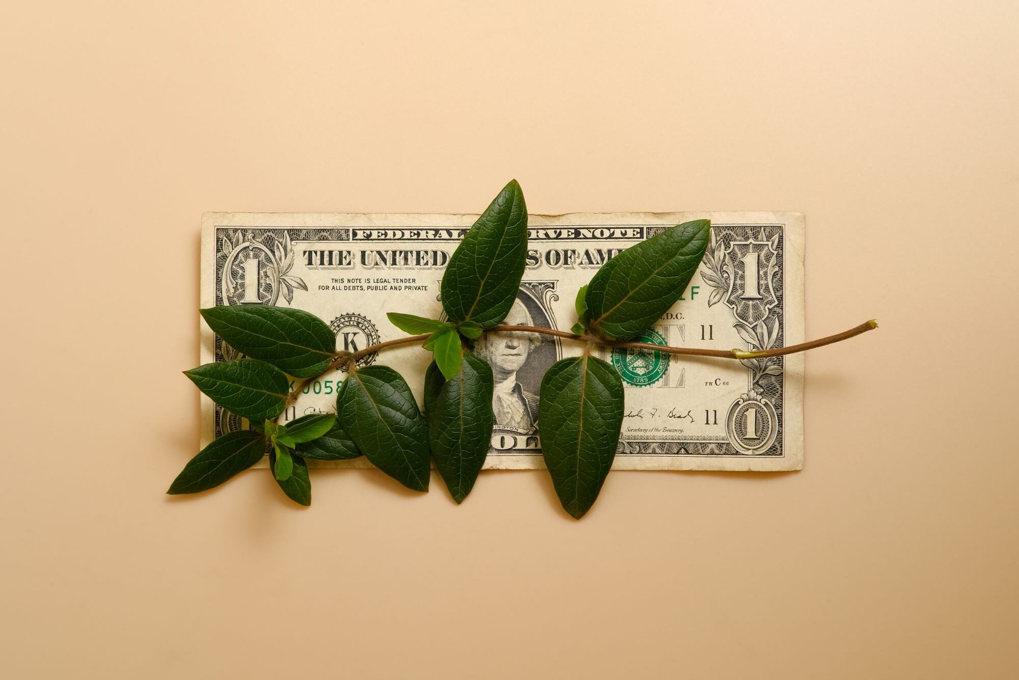 A green plant sprout growing through a US dollar bill on a beige background, symbolizing seed funding for startups and the potential for growth.